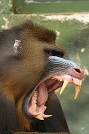 /imagenes/mandril1.jpg